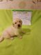 Golden Retriever Puppies for sale in Florence St, Denver, CO, USA. price: $500