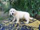 Golden Retriever Puppies for sale in CA-1, Mill Valley, CA 94941, USA. price: NA