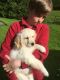 Golden Retriever Puppies for sale in 10001 US-4, Whitehall, NY 12887, USA. price: NA