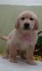 Golden Retriever Puppies for sale in Brunswick, OH 44212, USA. price: $500