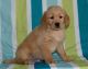 Golden Retriever Puppies for sale in Adell, WI 53001, USA. price: NA