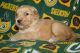 Golden Retriever Puppies for sale in Adell, WI 53001, USA. price: NA