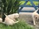 Golden Retriever Puppies for sale in Olympia, WA, USA. price: $400