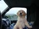 Golden Retriever Puppies for sale in Bloomington, IN, USA. price: NA