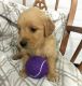 Golden Retriever Puppies for sale in Scranton Carbondale Hwy, Jermyn, PA 18433, USA. price: NA