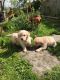 Golden Retriever Puppies for sale in Beverly Hills, CA, USA. price: NA