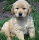 Golden Retriever Puppies for sale in 17598 147th St, Glenwood, MN 56334, USA. price: NA