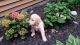 Golden Retriever Puppies for sale in West Newfield, Newfield, ME, USA. price: NA
