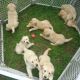 Golden Retriever Puppies for sale in Denver, CO 80202, USA. price: NA