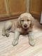 Golden Retriever Puppies for sale in Valley Springs, CA 95252, USA. price: NA