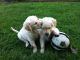 Golden Retriever Puppies for sale in 25313 Cedar Rd, Lyndhurst, OH 44124, USA. price: NA