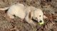 Golden Retriever Puppies for sale in Menomonie, WI 54751, USA. price: NA