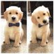 Golden Retriever Puppies for sale in 34 Hamilton St, Albany, NY 12207, USA. price: $500