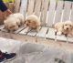 Golden Retriever Puppies for sale in Santa Monica, CA, USA. price: NA