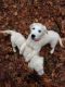 Golden Retriever Puppies for sale in Washington Ave, Nutley, NJ 07110, USA. price: NA