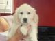 Golden Retriever Puppies for sale in Albuquerque, NM 87101, USA. price: $350