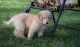 Golden Retriever Puppies for sale in Vancouver, WA, USA. price: $500