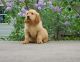 Golden Retriever Puppies for sale in Omar Ave, Carteret, NJ 07008, USA. price: NA