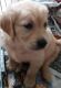 Golden Retriever Puppies for sale in Chattanooga, TN 37401, USA. price: NA