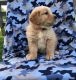 Golden Retriever Puppies for sale in Pittsburgh, PA 15255, USA. price: NA