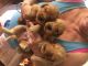 Golden Retriever Puppies for sale in Hampstead, NC, USA. price: NA