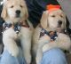 Golden Retriever Puppies for sale in 10001 N Davis Hwy, Pensacola, FL 32514, USA. price: $300