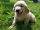 Golden Retriever Puppies for sale in Beverly Hills, CA 90210, USA. price: NA