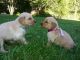 Golden Retriever Puppies for sale in Greens Fork, IN 47345, USA. price: NA