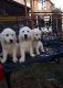 Golden Retriever Puppies for sale in Kentucky St, Lawrence, KS, USA. price: NA