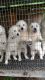 Golden Retriever Puppies for sale in Killen, AL 35645, USA. price: NA