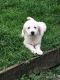 Golden Retriever Puppies for sale in Bradford Woods, PA 15015, USA. price: NA
