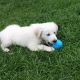 Golden Retriever Puppies for sale in Bradford Woods, PA 15015, USA. price: NA