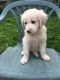 Golden Retriever Puppies for sale in Olivehurst Ave, Olivehurst, CA 95961, USA. price: NA