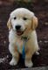 Golden Retriever Puppies for sale in Louisville, KY, USA. price: $500