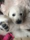 Golden Retriever Puppies for sale in Fernandina Harbor Marina, Fernandina Beach, FL 32034, USA. price: NA