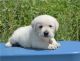 Golden Retriever Puppies for sale in Delaware, OH 43015, USA. price: NA