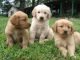 Golden Retriever Puppies for sale in Rowland, PA, USA. price: NA