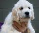Golden Retriever Puppies for sale in Manchester, NH, USA. price: NA