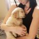 Golden Retriever Puppies for sale in Ajax Ave, Bell Gardens, CA 90201, USA. price: NA