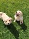 Golden Retriever Puppies for sale in Gaithersburg, MD, USA. price: NA