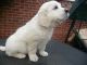 Golden Retriever Puppies for sale in Mississippi Ave, Los Angeles, CA, USA. price: NA