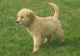 Golden Retriever Puppies for sale in Duluth, GA, USA. price: $500
