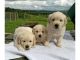 Golden Retriever Puppies for sale in CA-111, Rancho Mirage, CA 92270, USA. price: NA