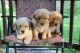 Golden Retriever Puppies for sale in State Hwy 295, Washington, DC, USA. price: NA
