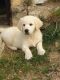 Golden Retriever Puppies for sale in Hackettstown, NJ 07840, USA. price: $400