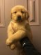 Golden Retriever Puppies for sale in Afton, MI 49705, USA. price: $900