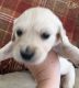 Golden Retriever Puppies for sale in Belews Creek, NC 27009, USA. price: NA