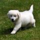 Golden Retriever Puppies for sale in Louisville, CO, USA. price: NA