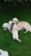 Golden Retriever Puppies for sale in Oakland, CA 94624, USA. price: NA