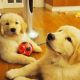 Golden Retriever Puppies for sale in Texas St, Fairfield, CA 94533, USA. price: $400
